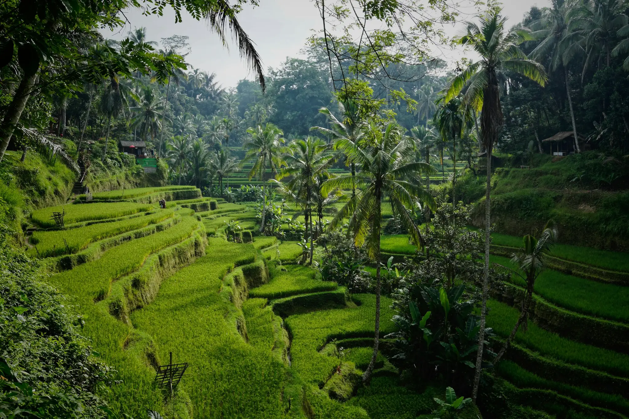 Rice terraces and temples